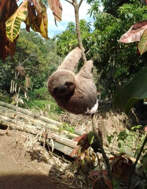Miscellaneous - Bamboo Jungle House at MANUEL ANTONIO / 2 Rooms / Fully Equipped Kitchen (Quepos)