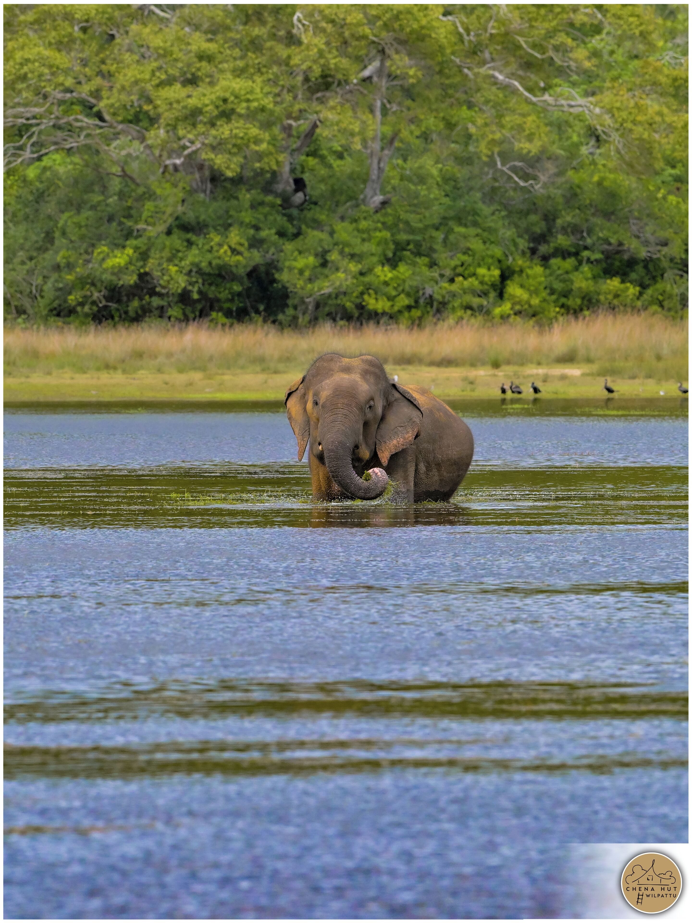 Ein Elefant im Wasser vor einer bewaldeten Landschaft.