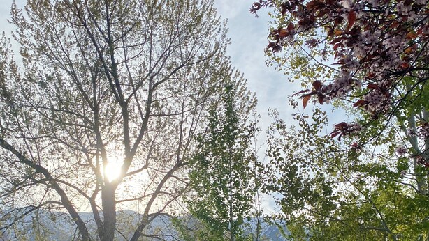 Un jardin avec un grand arbre, un mur de pierres et une pelouse verdoyante.