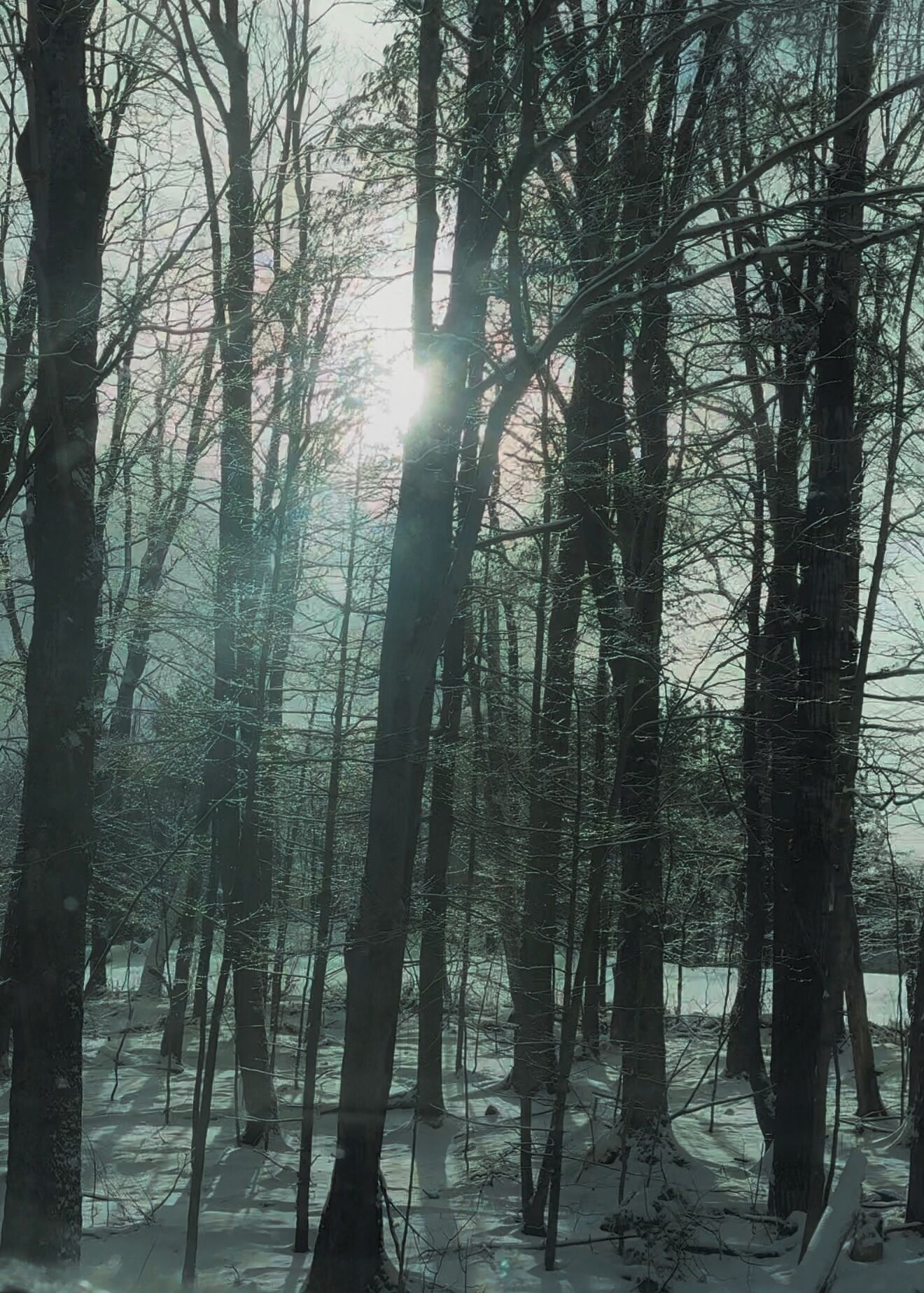 A forest with tall trees and sunlight filtering through.