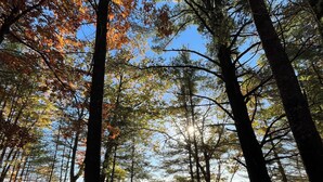 A forested area with tall trees and a calm lake.