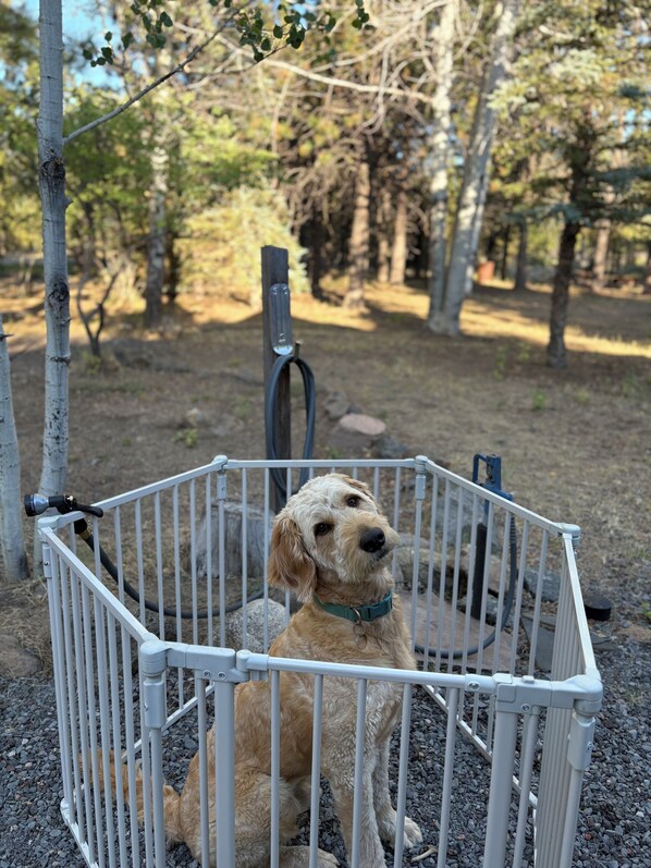A dog inside a white metal kennel with a leash attached to the side.