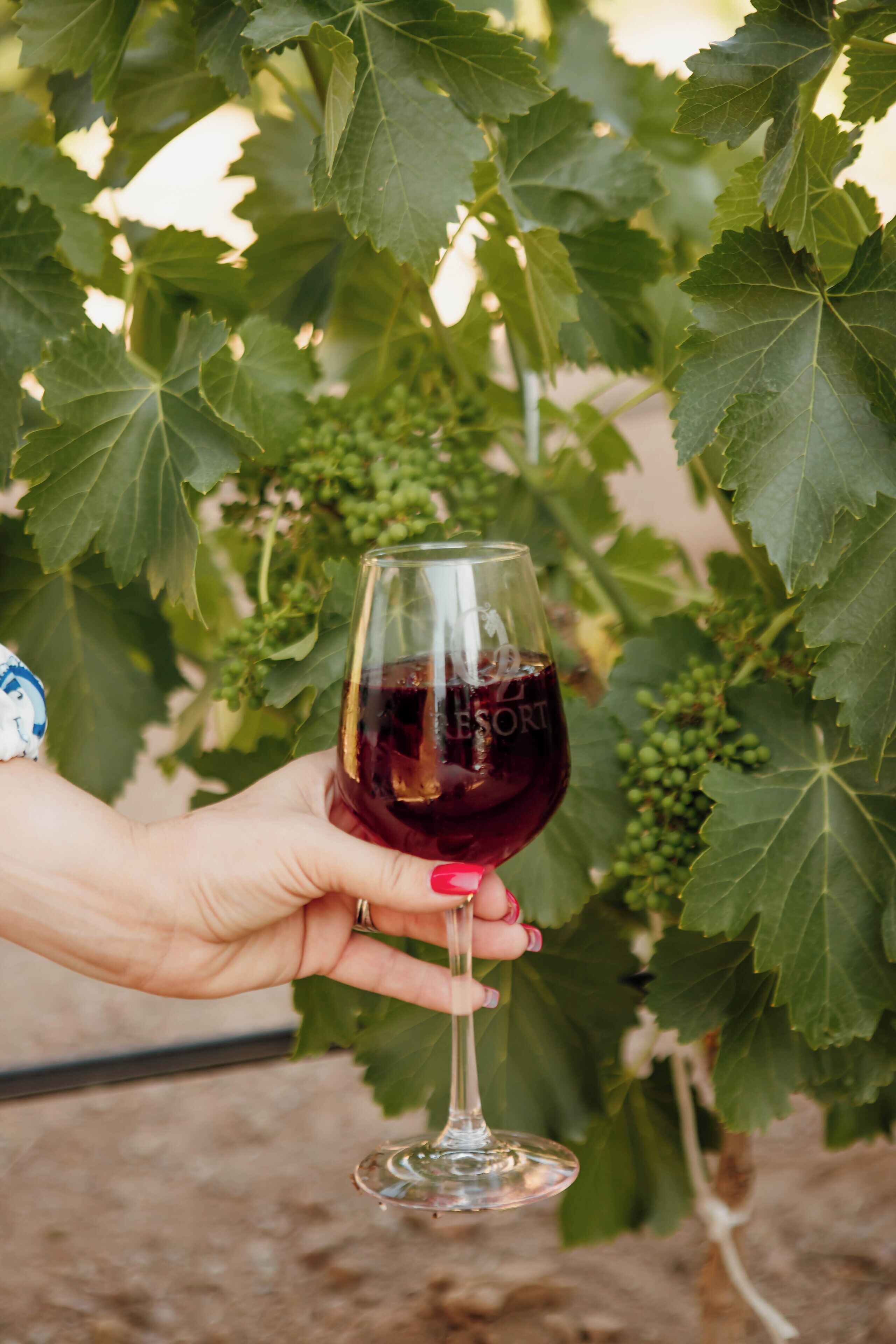 A hand holding a wine glass with a dark liquid, set against a backdrop of green grapevines.