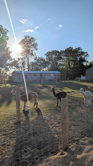 Terrain de lâhĂ©bergement