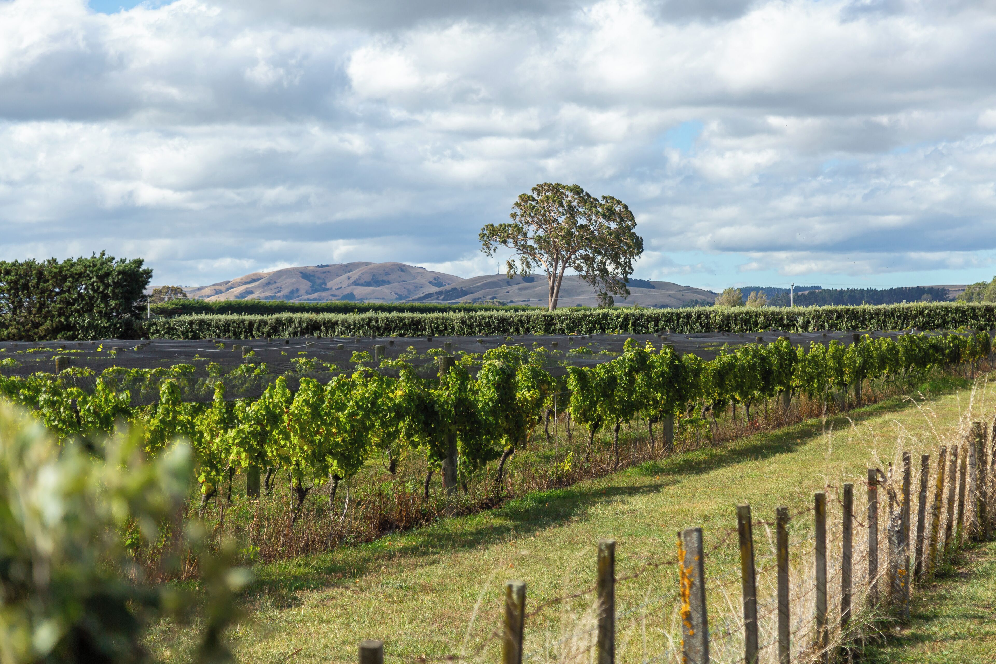 A vineyard with rows of grapevines and a single tree in the background.