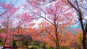 A park with cherry blossom trees, a wooden gazebo, picnic tables, and a stone path. - Baan La Ong Fah 2-Mon Jam (Mae Rim)