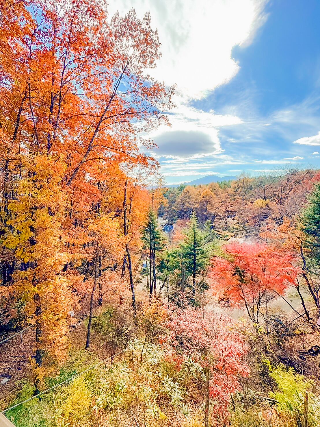 A forested landscape with autumn foliage.