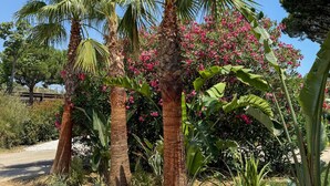 Un jardín con palmeras y plantas en flor.