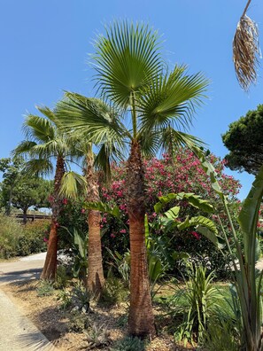 Jardín