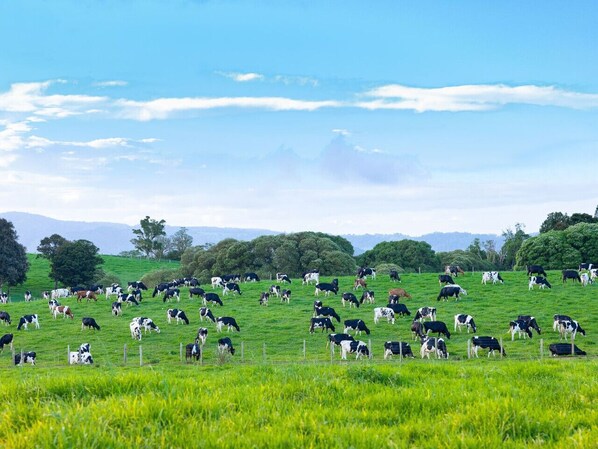 Un extenso campo abierto con numerosas vacas pastando.