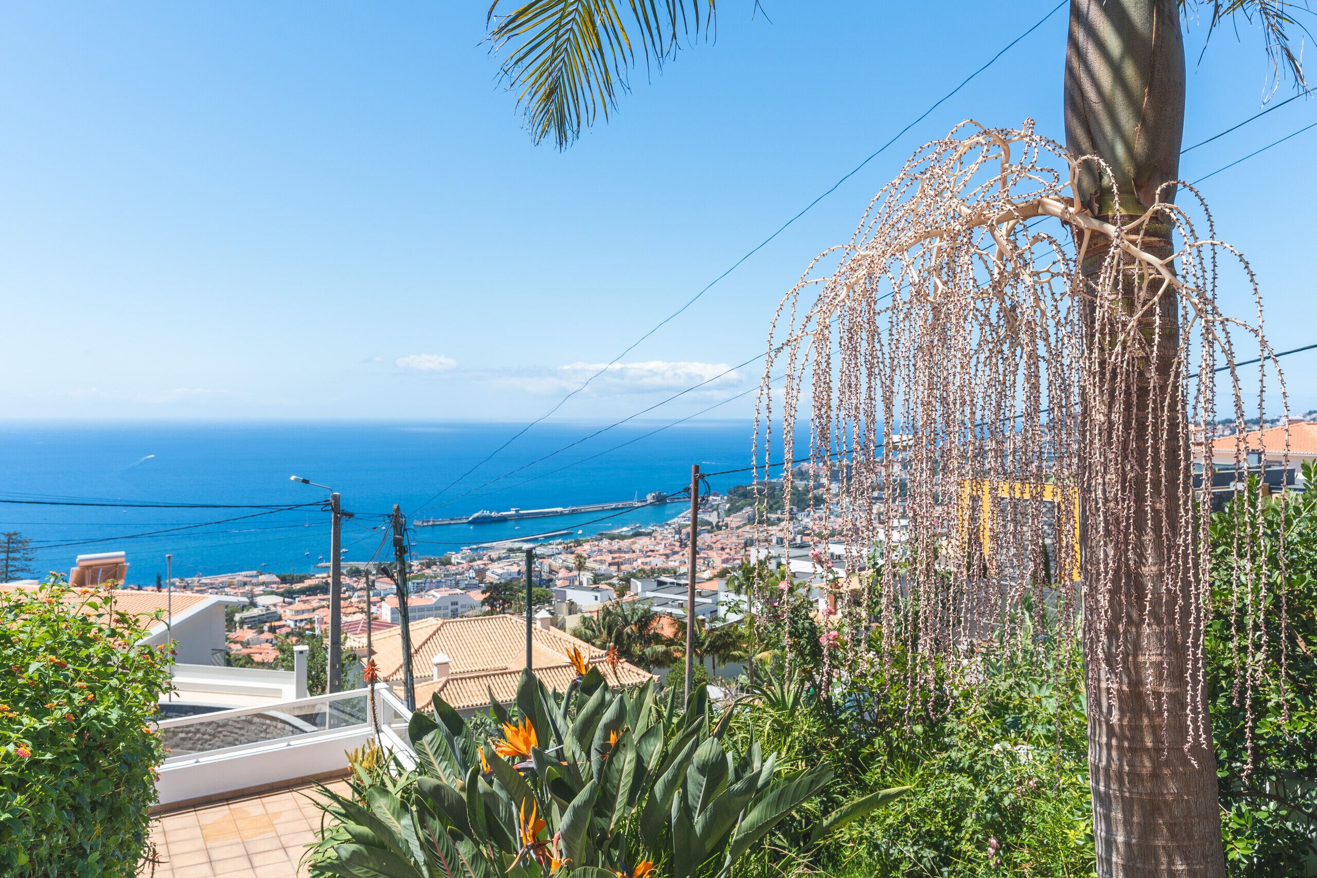A coastal town with a view of the sea, a palm tree, and a building with a tiled roof.