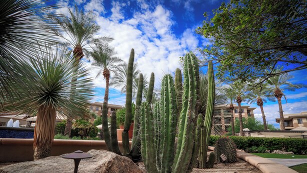 Paisaje desértico con cactus y palmeras, una gran roca y un edificio al fondo.