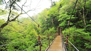 Un pont suspendu entouré d’une forêt verdoyante et dense.