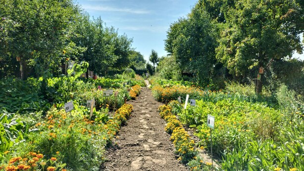 A garden path surrounded by various plants and flowers. - 3 bedroom lovely home in Beesel (Beesel)