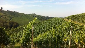 A vineyard with rows of grapevines and a distant view of a hill with a structure.