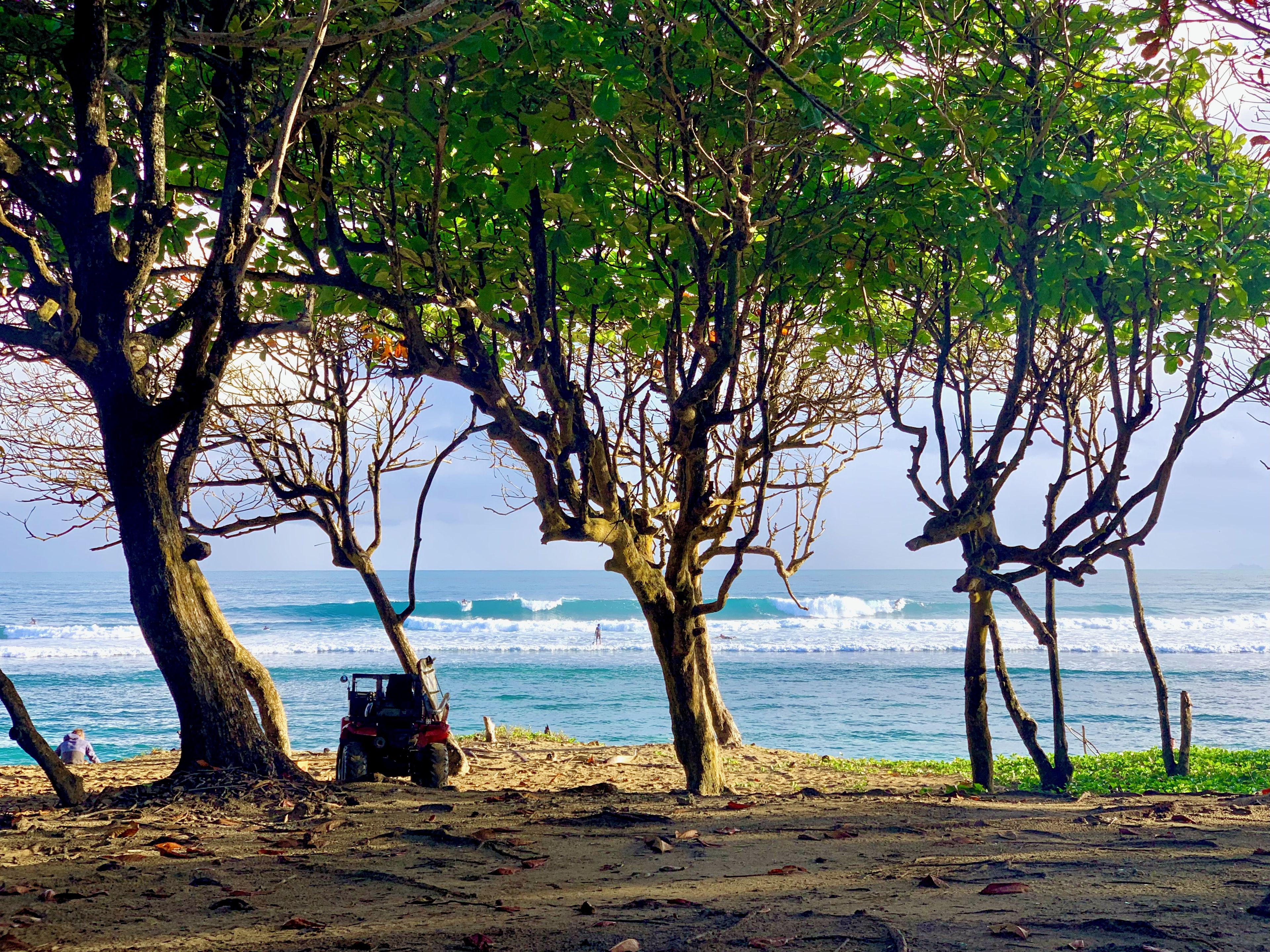 A beach with trees, a dune buggy, and the ocean in the background.