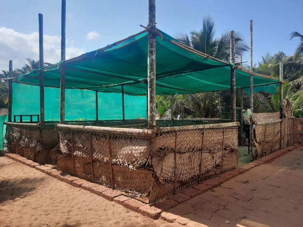 Un espacio de estar al aire libre techado con un toldo verde, rodeado de paredes tejidas y palmeras al fondo.