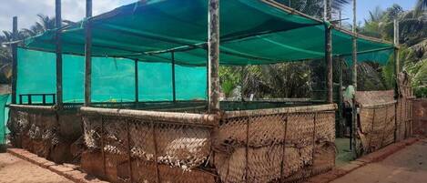 Un espacio de estar al aire libre techado con un toldo verde, rodeado de paredes tejidas y palmeras al fondo.