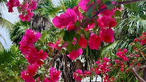 Ett tropiskt semesterparadis med bougainvillea, palmer och en byggnad med halmtak.