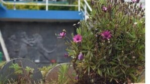 A garden area with a metal railing and a building in the background. - Diamond hill view cottage (Ooty)