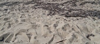 For rentAppartement 37 m2+ terrasse jardin 20m2 RDCPort Cogolin 4 people