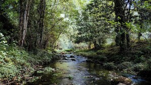 Un área boscosa con un arroyo que la atraviesa.