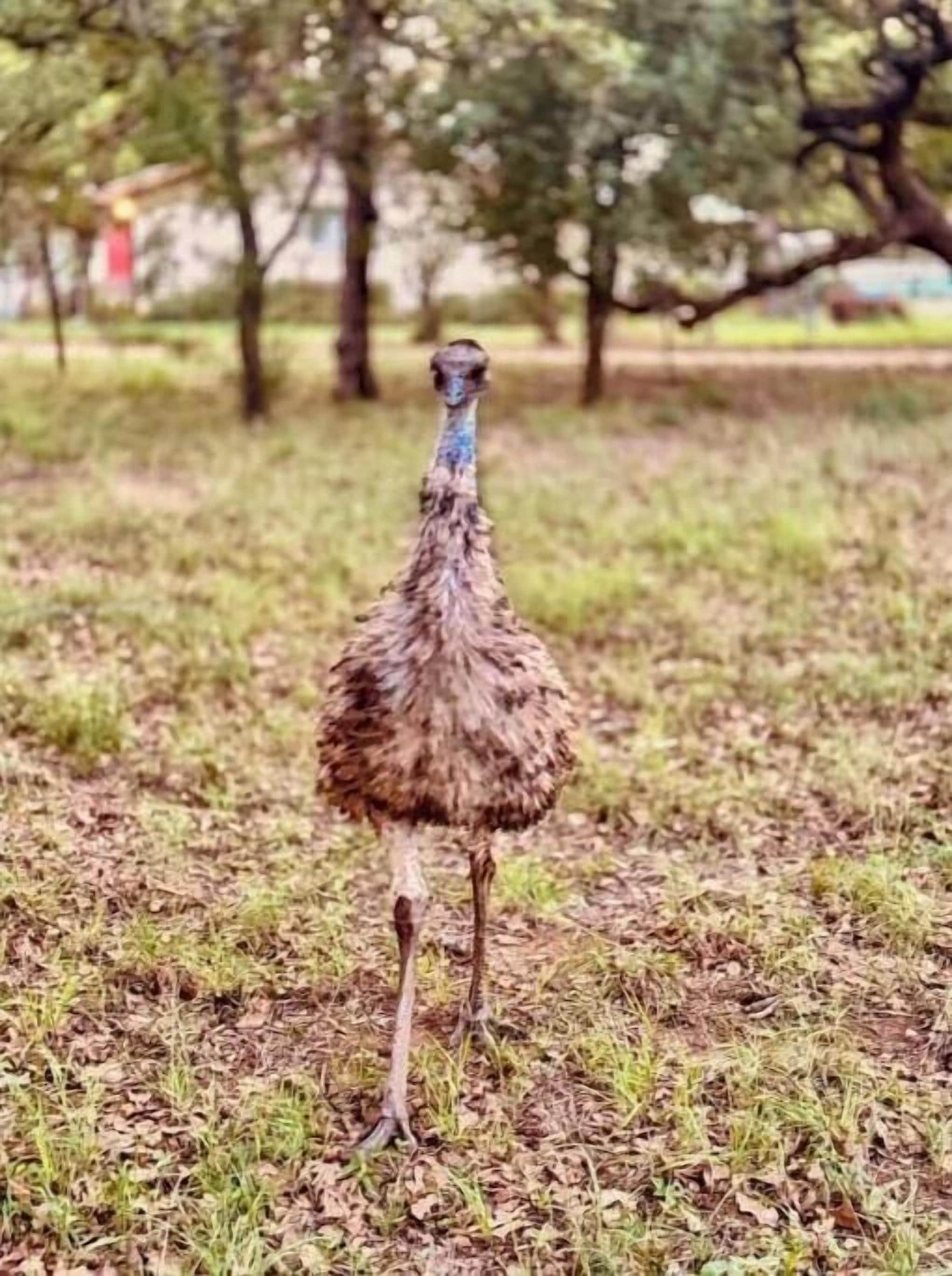 A single ostrich standing on a grassy field with trees in the background.