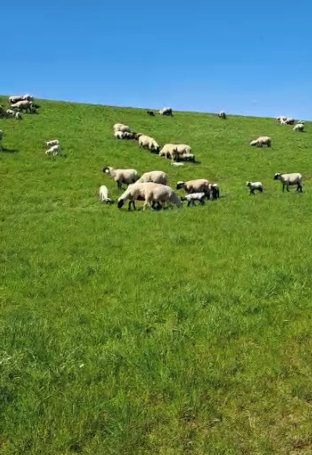 Une colline verdoyante où paissent des moutons.