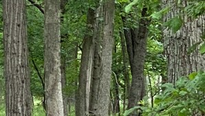 Um veado em uma floresta com árvores altas e folhagem verde densa.