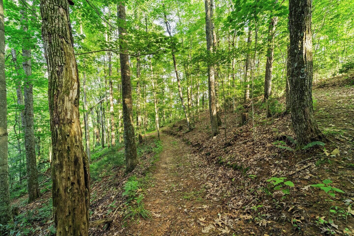 Ein Waldpfad mit hoch aufragenden Bäumen und einem schottrigen Weg.