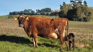 A brown cow with yellow ear tags standing in a grassy field with a fence and trees in the background.