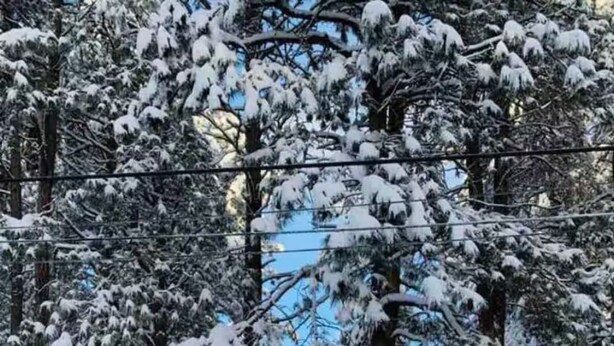 Eine Holzhütte, umgeben von schneebedeckten Bäumen.