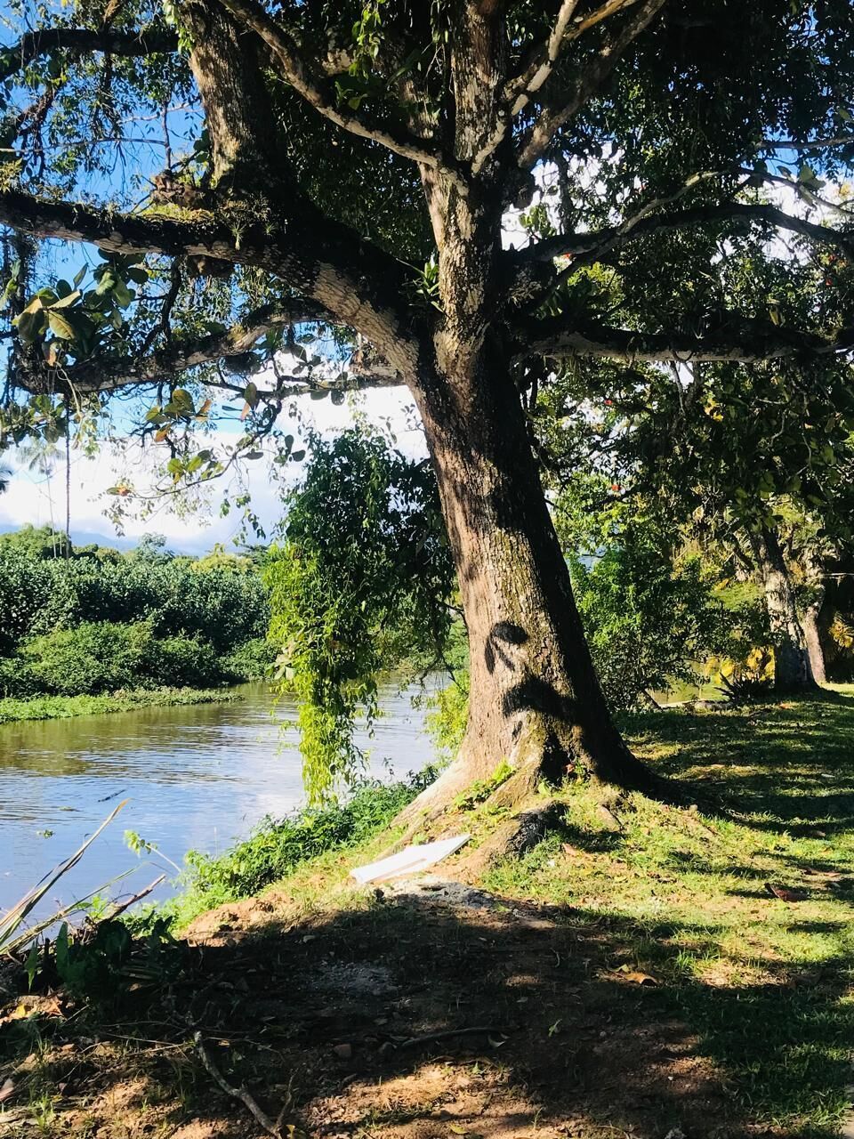 A large tree with a thick trunk and extensive branches, situated near a body of water.