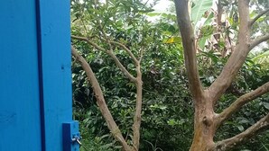 A tree in front of a blue door. - Cabin in the Salento cloud forest (Salento)