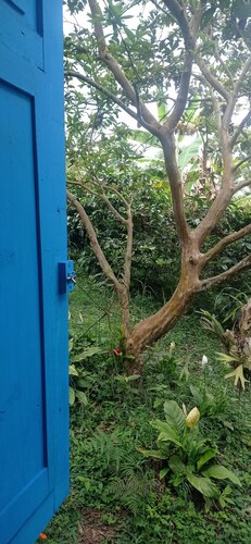 Cabin in the Salento cloud forest