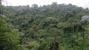 A dense forest with a variety of trees and vegetation. - Cabin in the Salento cloud forest (Salento)