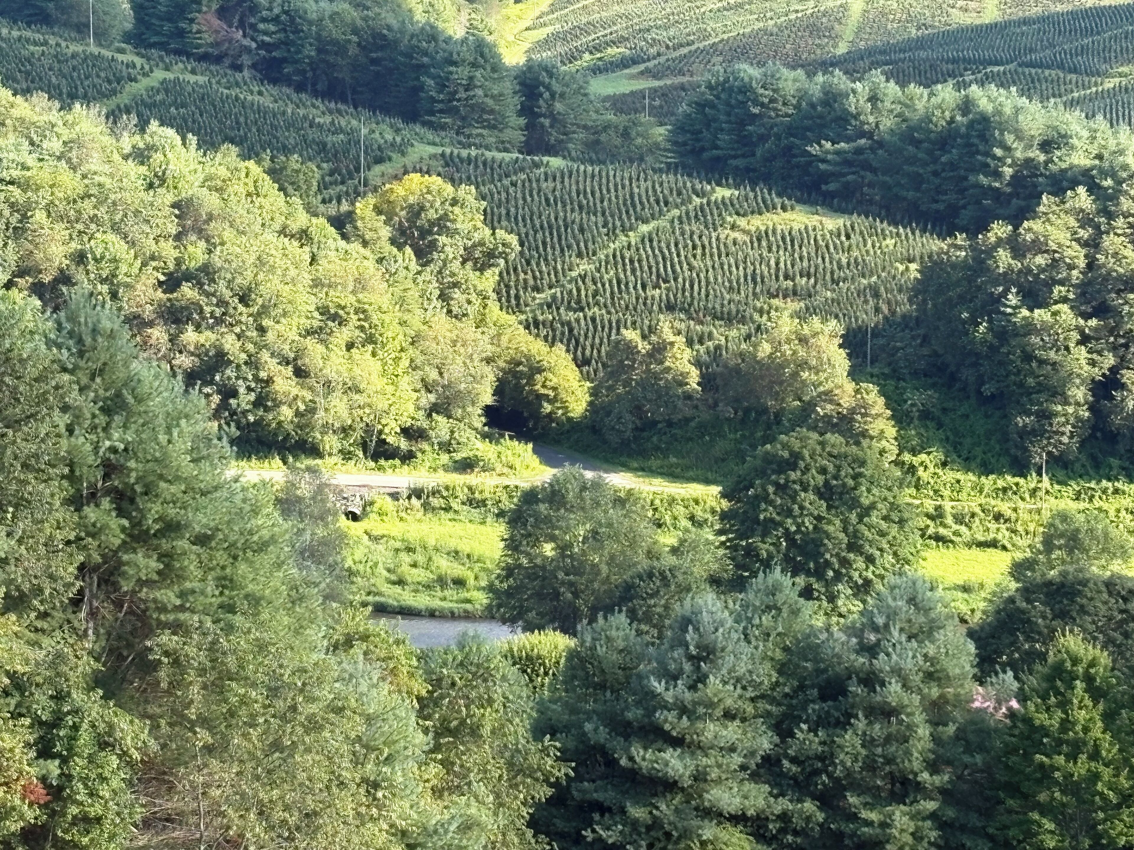 A lush, green landscape with terraced fields and dense forests.