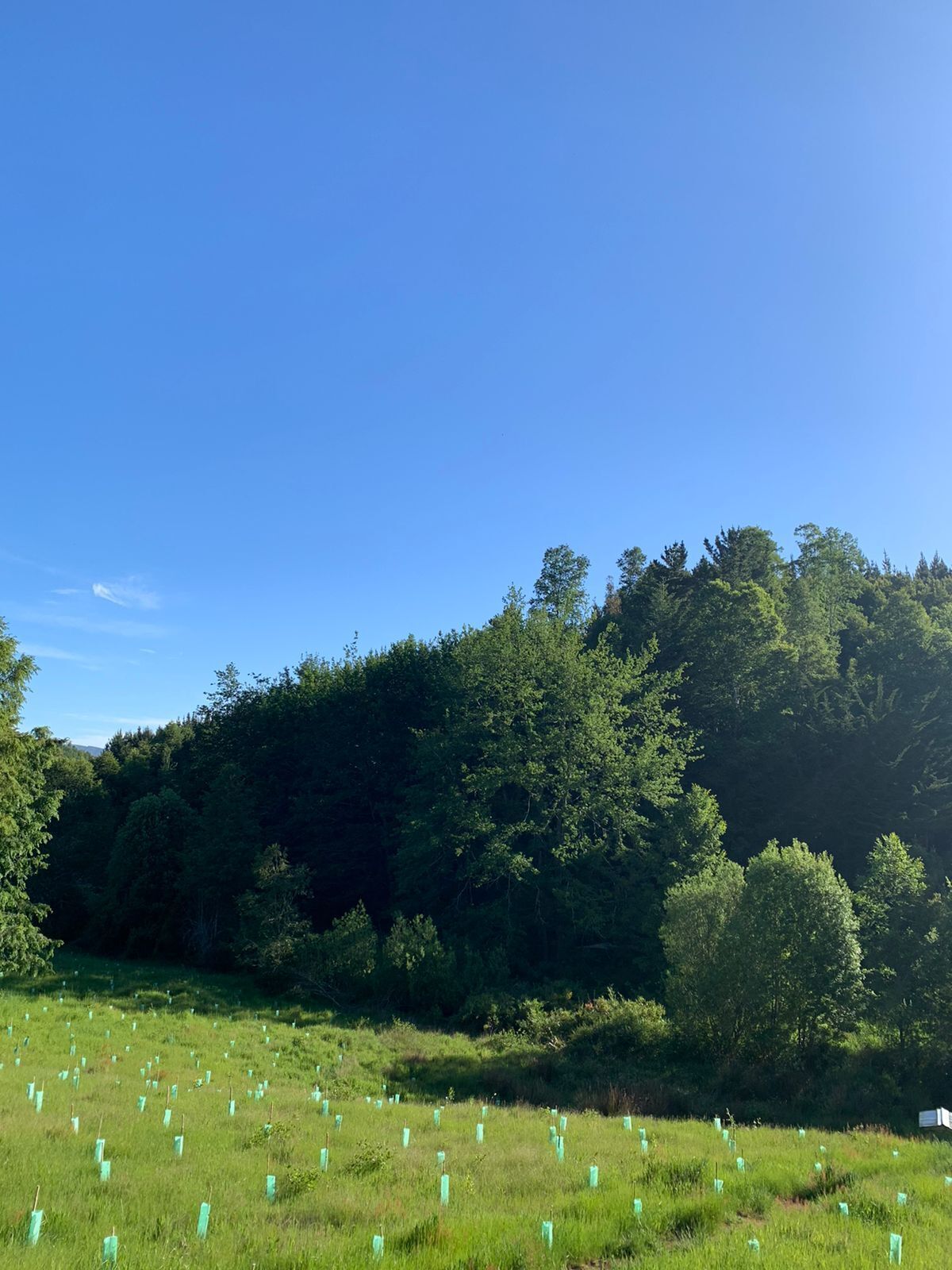 Un champ verdoyant, avec des arbres en arrière-plan et un ciel bleu dégagé.