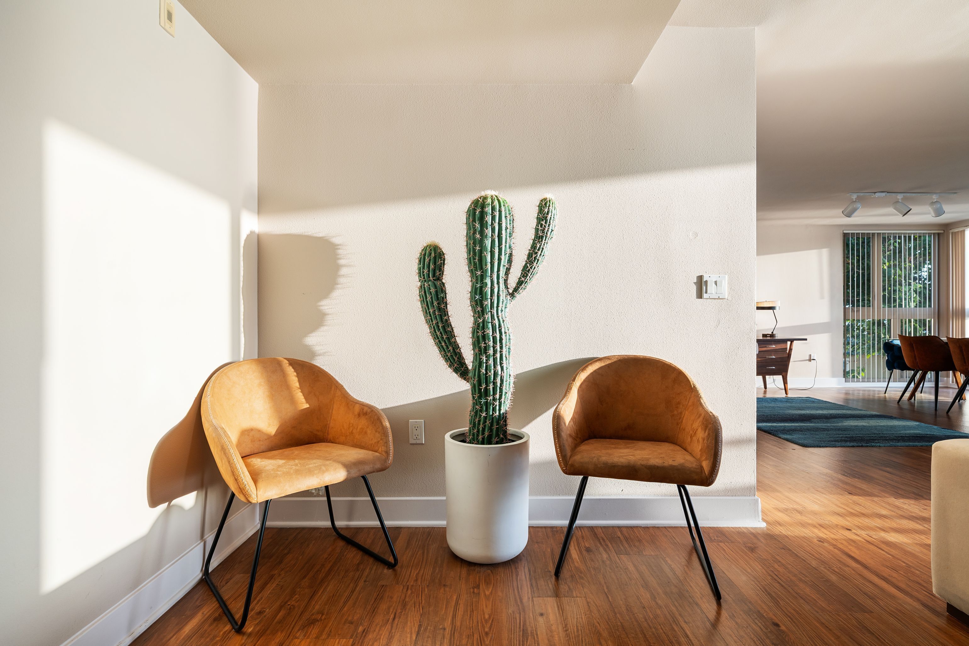 A modern living room with two leather armchairs, a large cactus plant, and wooden flooring.