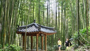 A traditional pavilion in a bamboo forest. - Gwangju W Lounge Hotel (Gwangju)