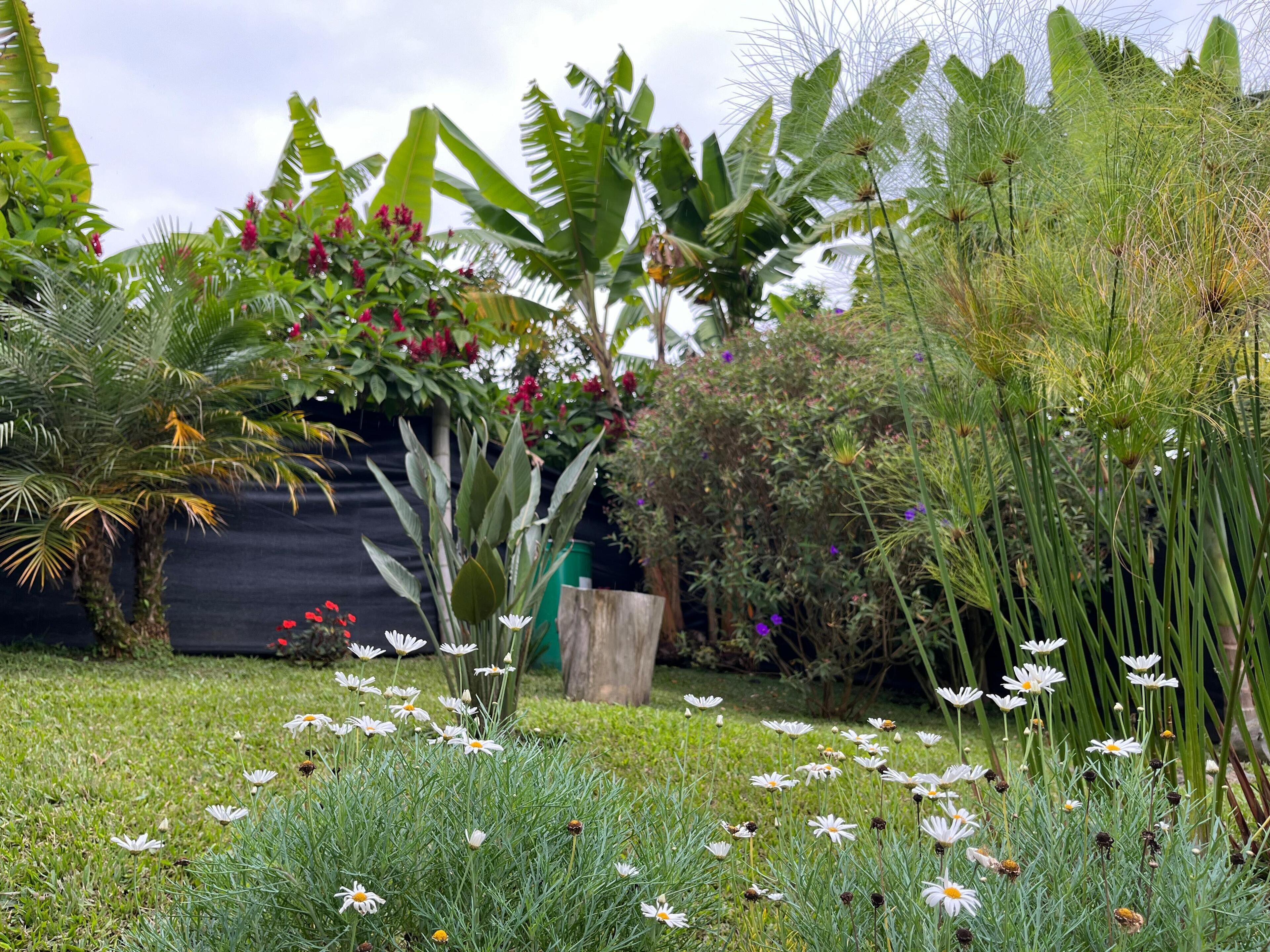 A garden with various plants and flowers, including white daisies and red flowers.