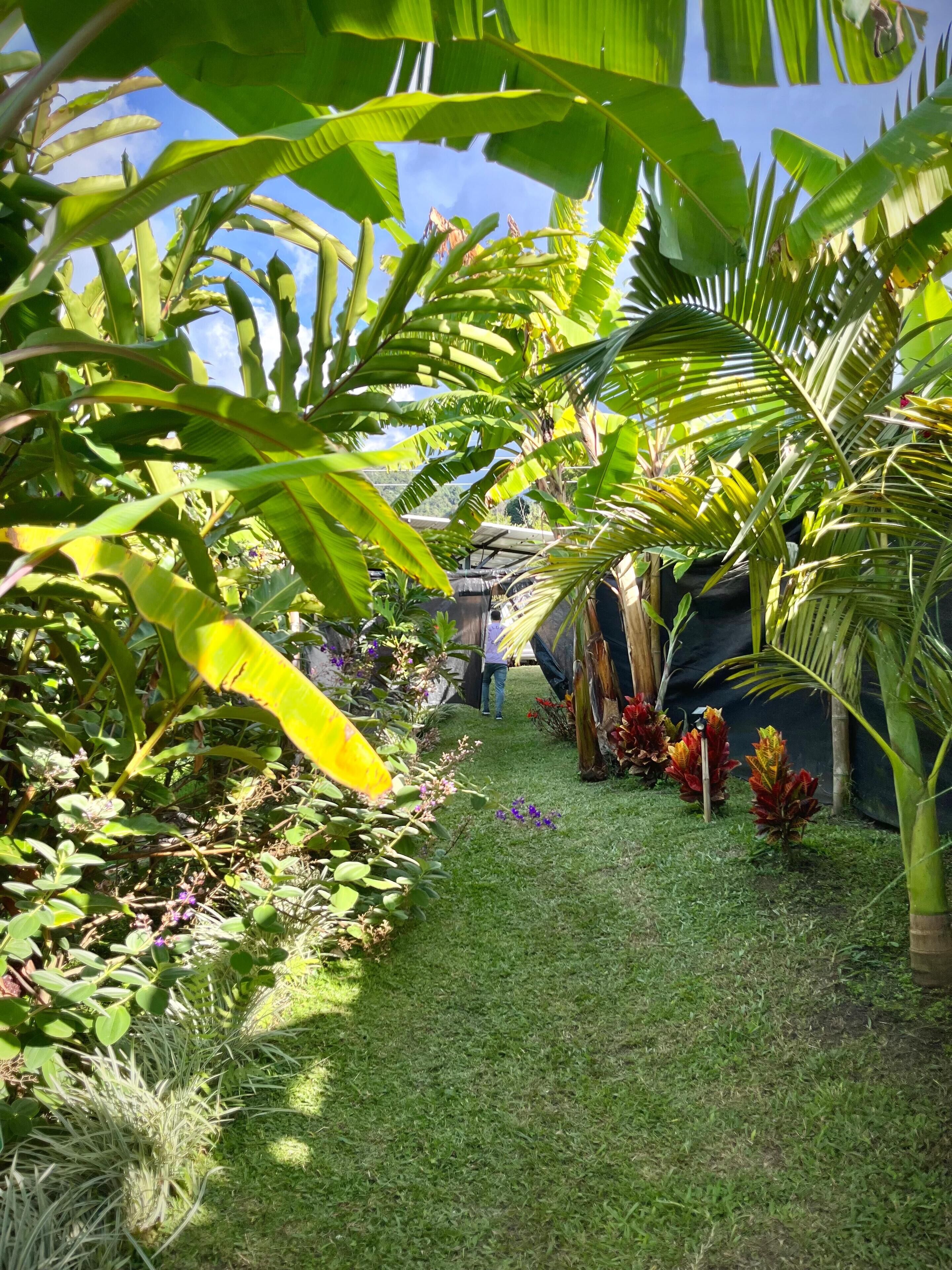 Ein üppiger Garten mit verschiedenen Pflanzen und einem Weg.