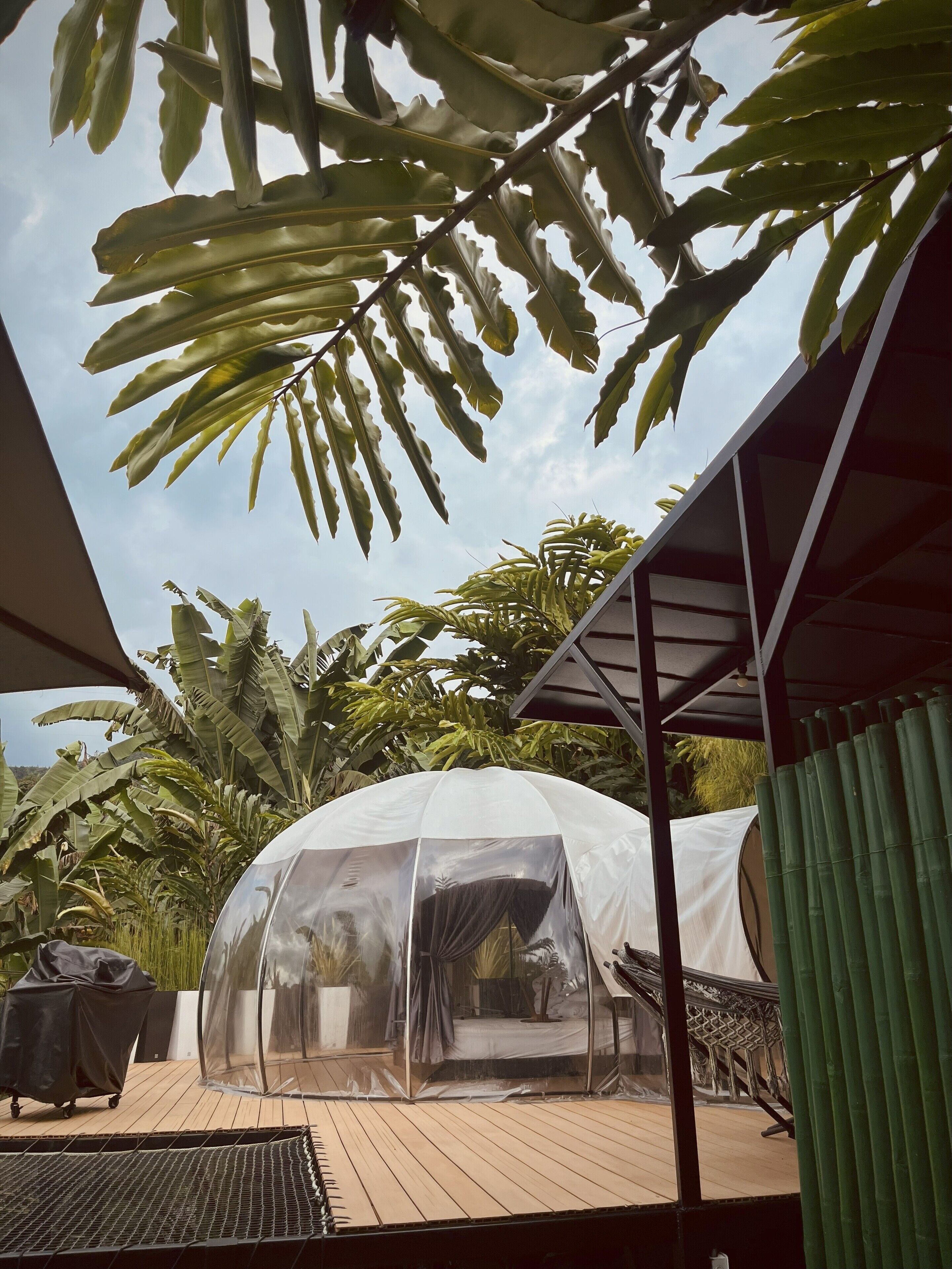 A covered outdoor area with a transparent tent, surrounded by large leafy plants and a wooden deck.