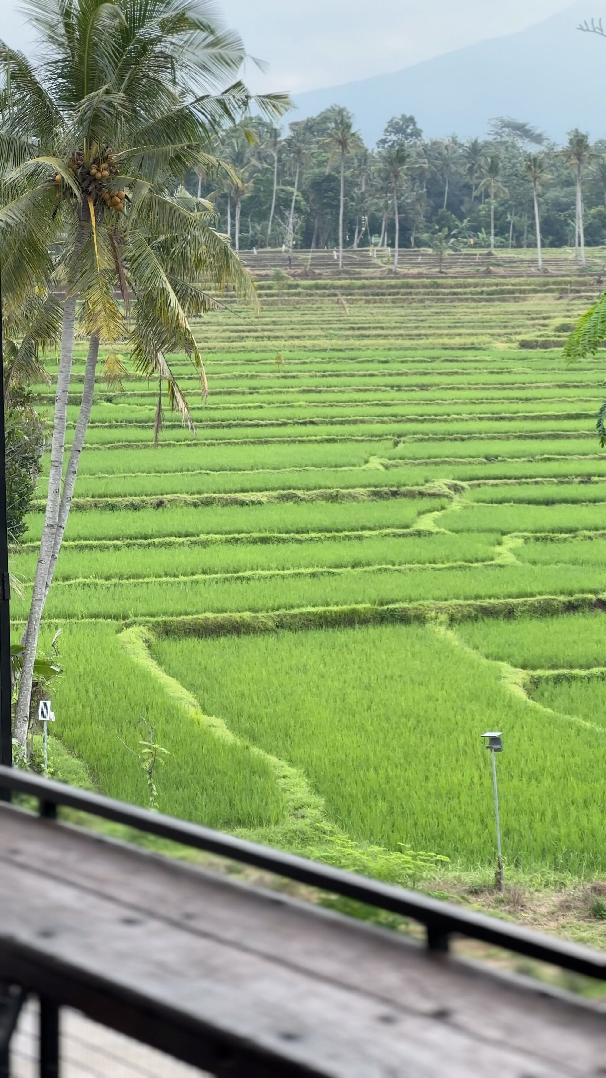 Pemandangan dari properti
