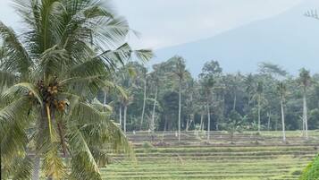 Pemandangan dari properti