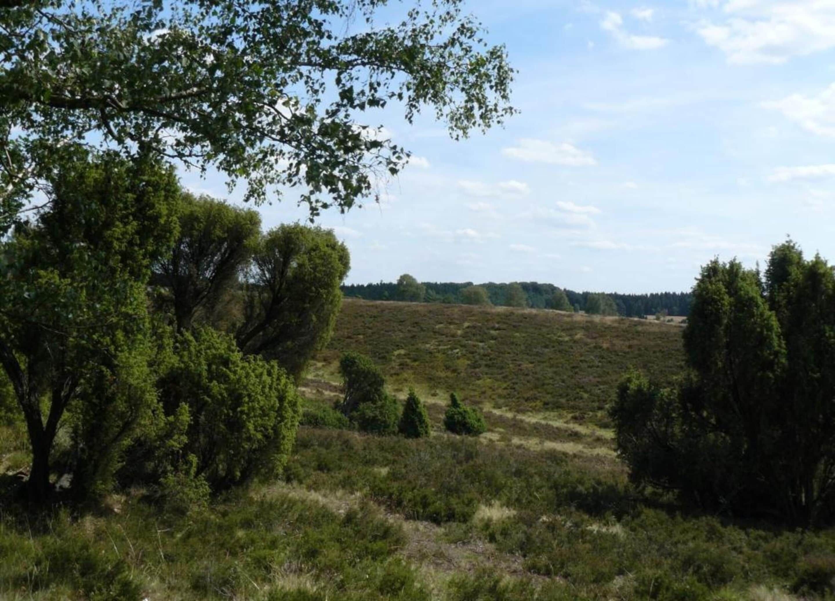 A natural landscape with trees and a field.
