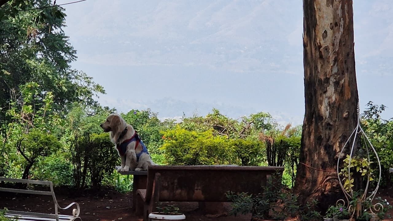 A dog sitting on a bench in a garden with trees and a large tree trunk in the background.