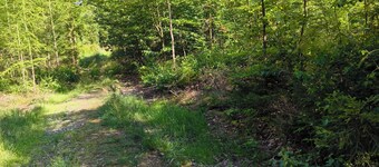 House Sonneneck 1 in the vacation property Sonneneck by the forest and water. Dogs welcome.