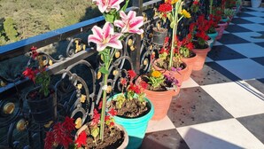 Un balcón con plantas en macetas y vistas a un pueblo en la ladera.