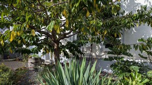 Un jardín con un árbol grande, diversas plantas y un edificio al fondo.